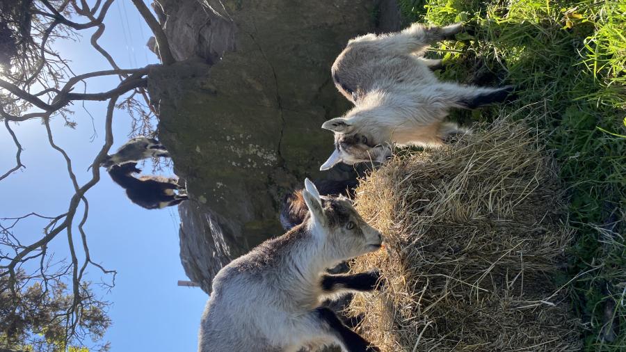 Howth Goats