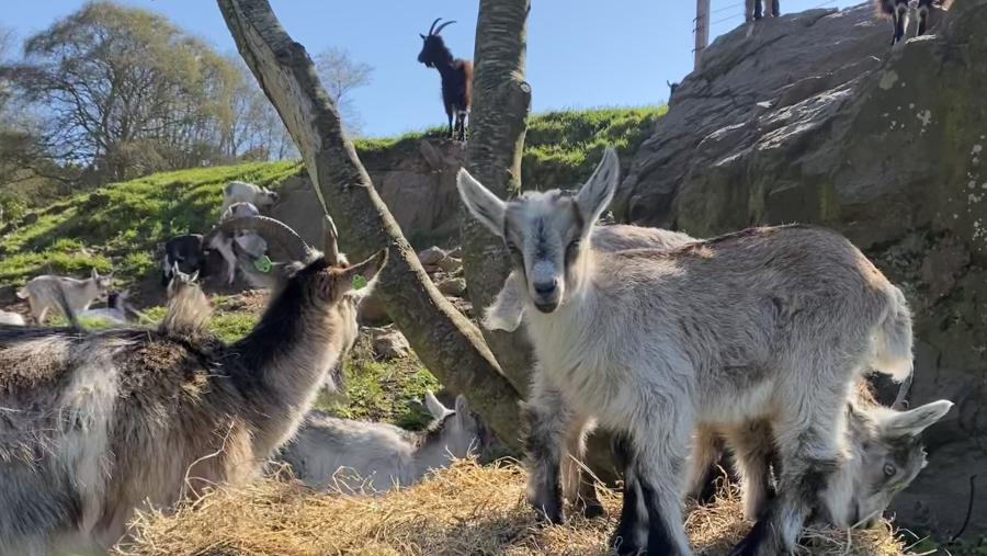 Howth Goats
