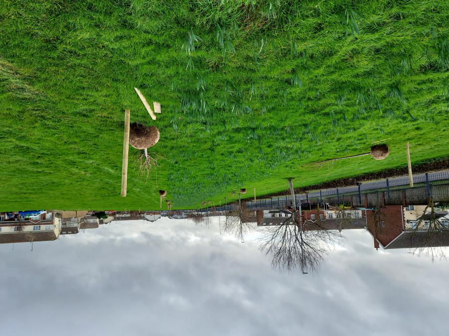 New trees being planted along the route