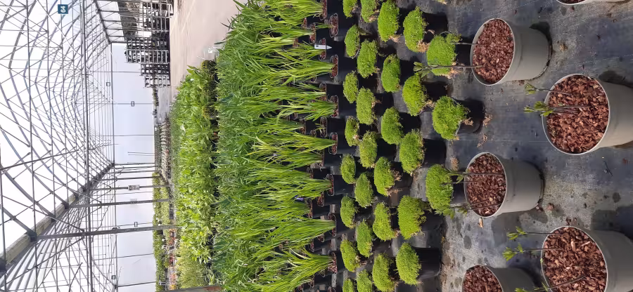 Progression images of the show garden