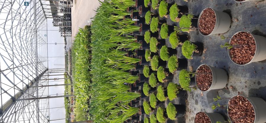 Progression images of the show garden