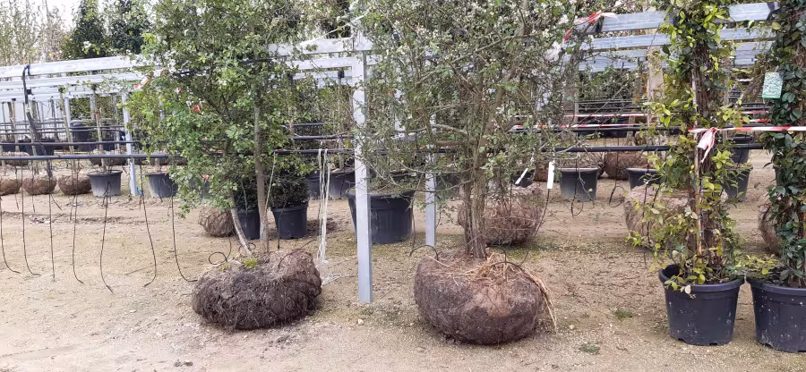 Progression images of the show garden