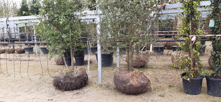 Progression images of the show garden