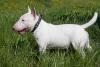 English Bull Terrier