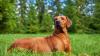 Rhodesian Ridgeback