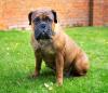 Bull Mastiff