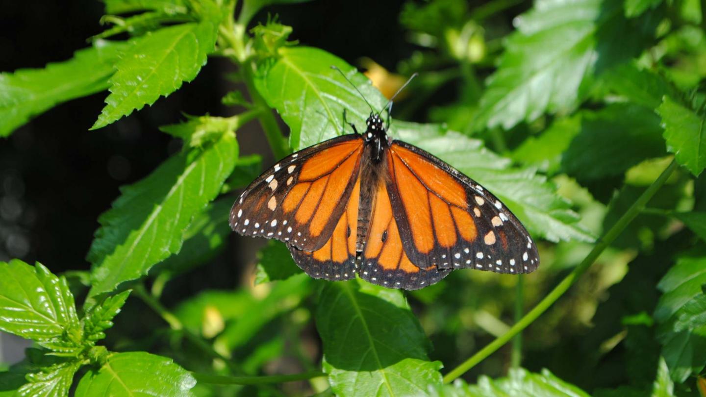 Butterfly House