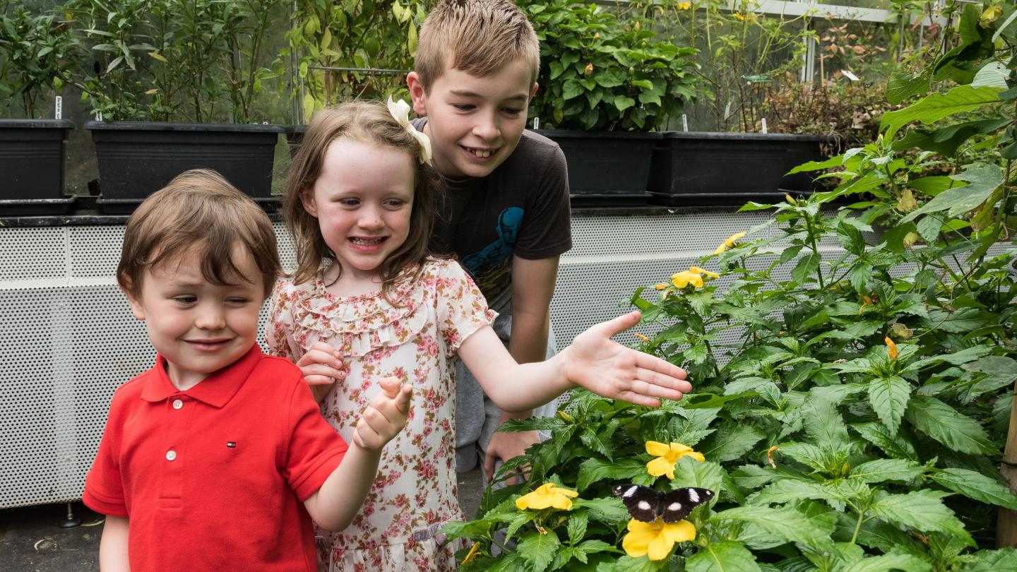 Malahide Butterfly House 2