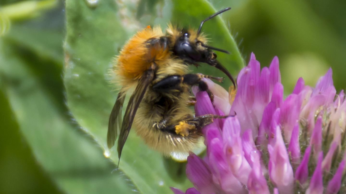 Bombus Mascorum Wild Bee on flower
