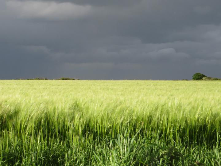 Fingal Fieldnames Project