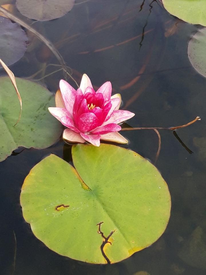 Water lily