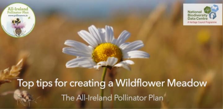 Top Tips for Creating a Wildflower meadow