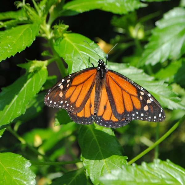 Butterfly House