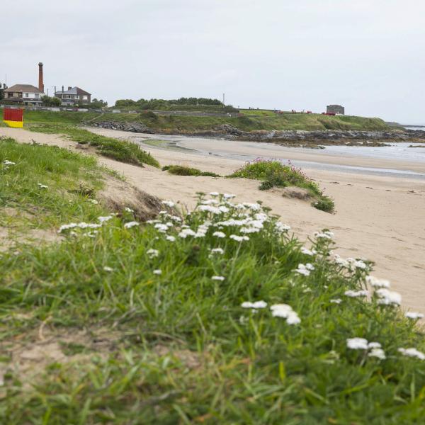 Balbriggan Beach 5