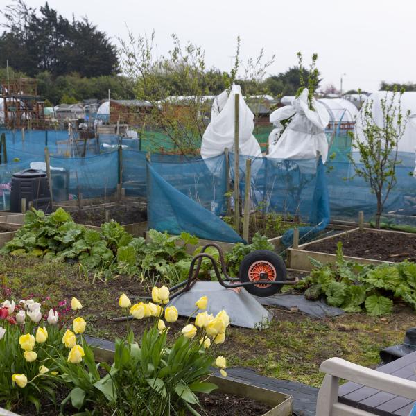 Allotments