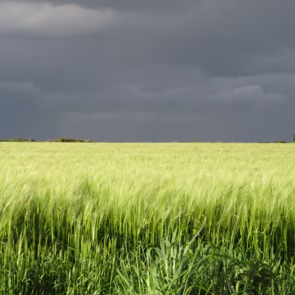Fingal Fieldnames Project