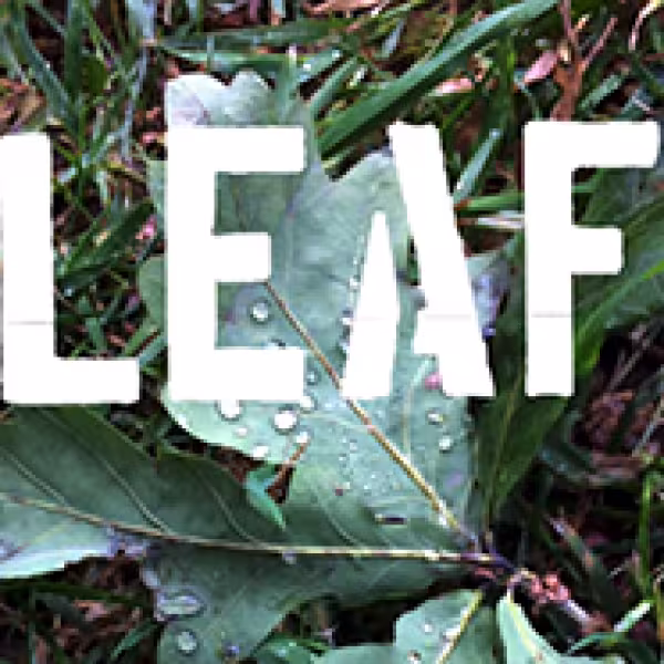 Leaf