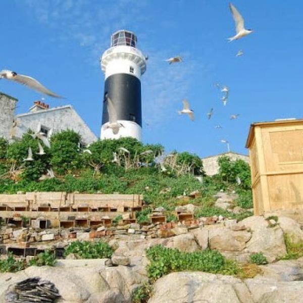 Rosetate Tern