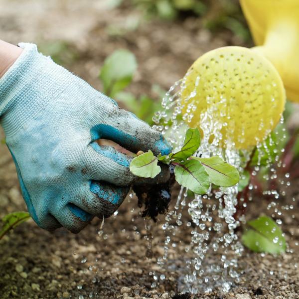 A Watering can uses a lot less water than a hose pipe