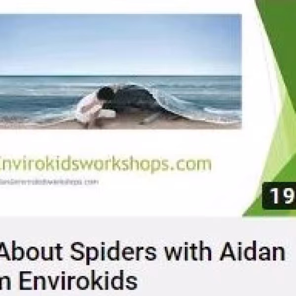 all about spiders