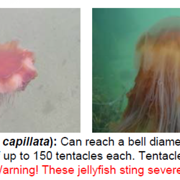 jellyfish