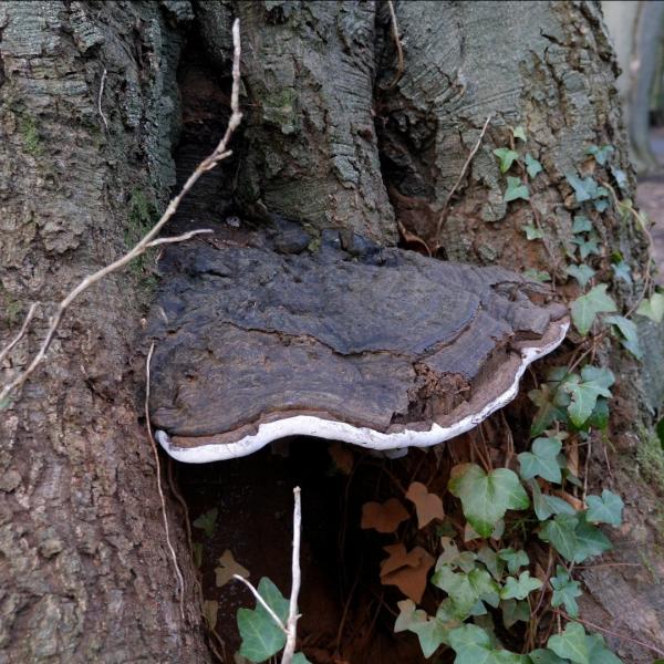 A picture of the Ganoderma fungus on a tree in Newbridge Demesne. Ganoderma affects the structural status of a tree.