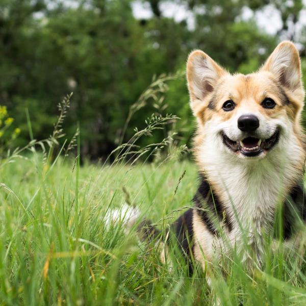 Image of a dog