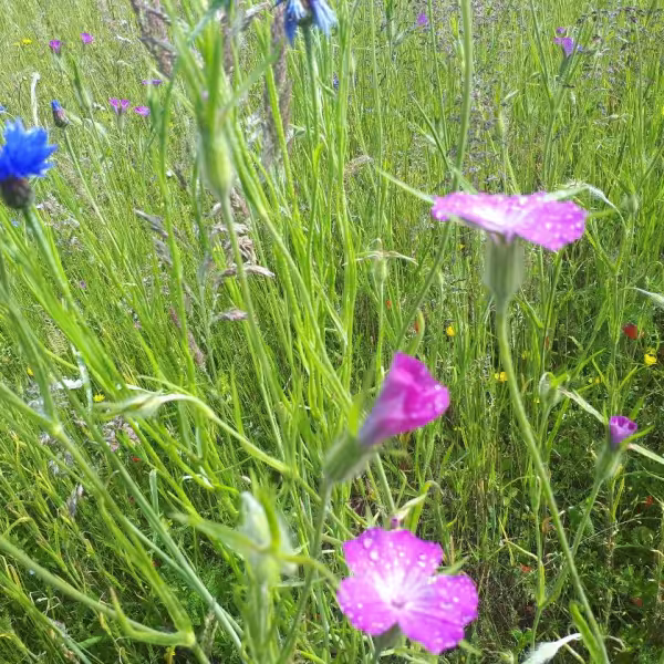 Wildflowers Masterclass