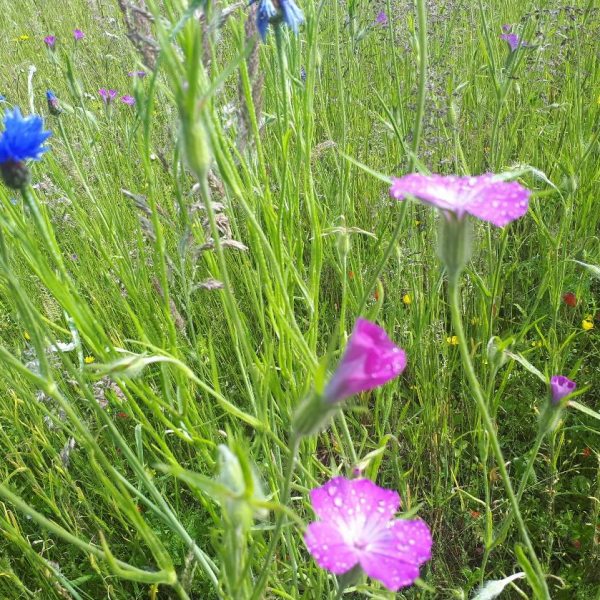 Wildflowers Masterclass