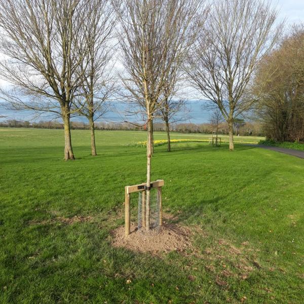 Ardgillan Tree