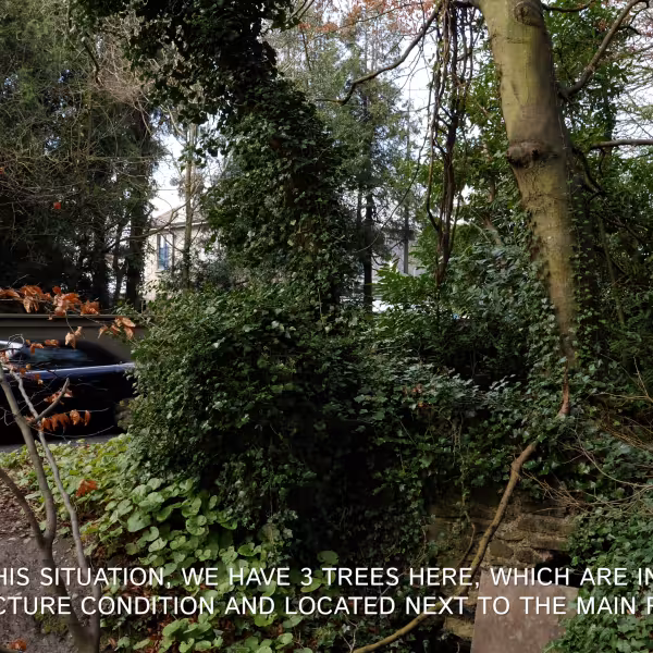 Tree works scheduled for Malahide Demesne