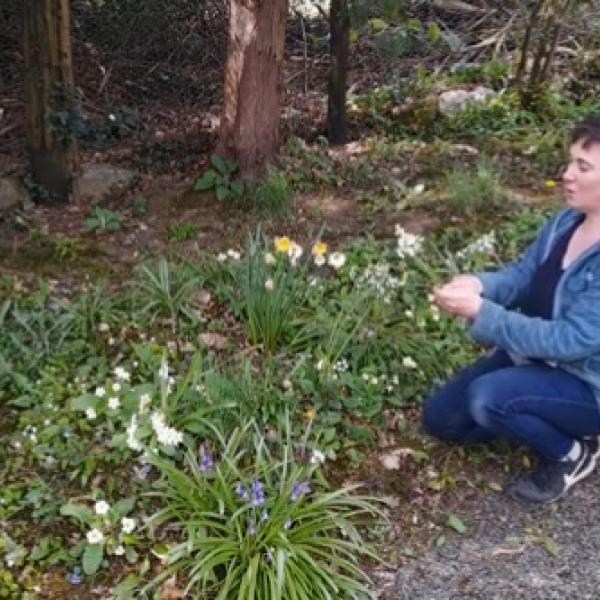 Watch Wicklow Willow Foraging