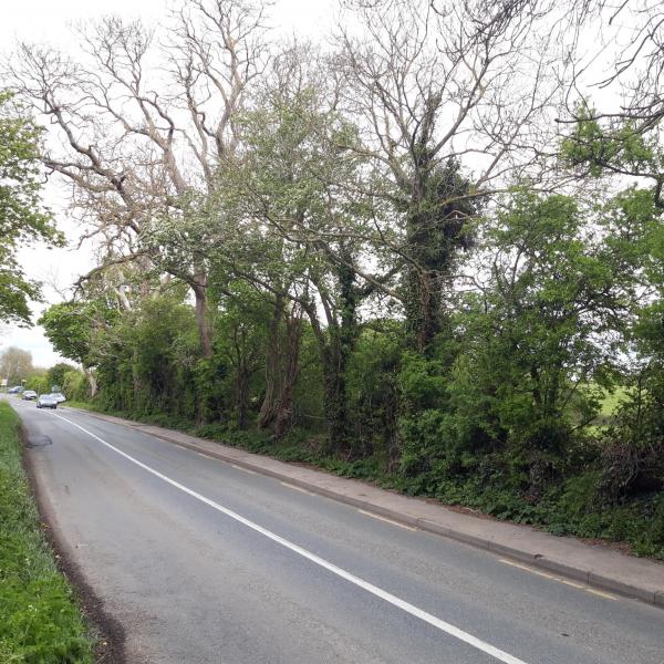 Tree works rolestown2