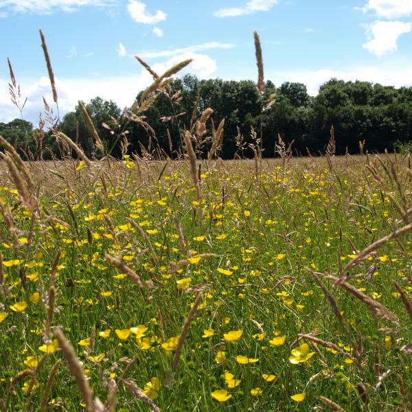 Ragwort at Newbridge house 