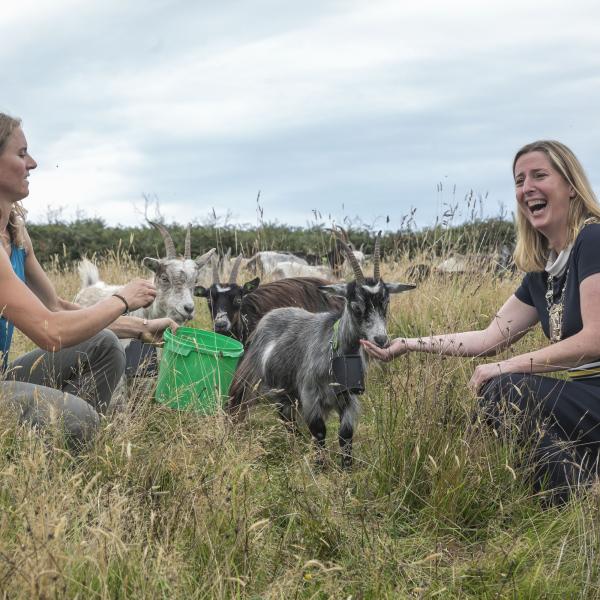 Goats Howth Mayor and Shepard