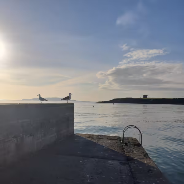 Loughshinny Rover McCann- Tricia Matthews