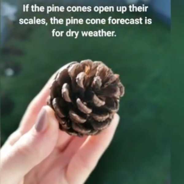 pinecone
