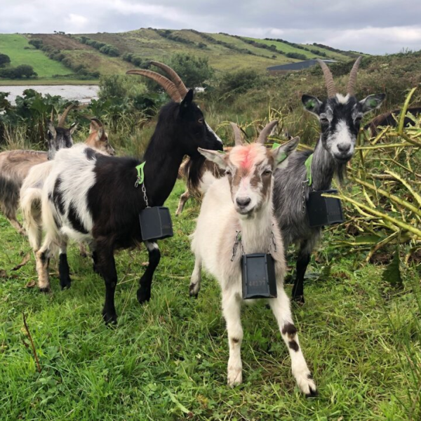 A Herd of Goats