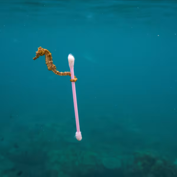 Sea Horse entangled in a cotton bud
