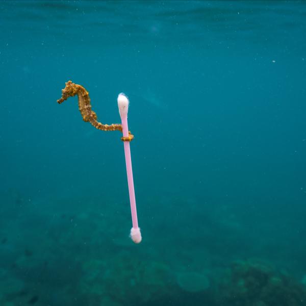 Sea Horse entangled in a cotton bud