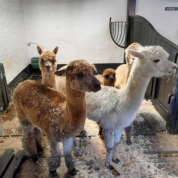 New born Alpaca and family settle in for the festive season at Newbridge House Donabate