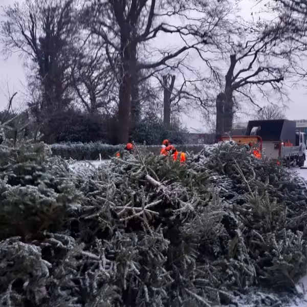 Christmas tree recycling