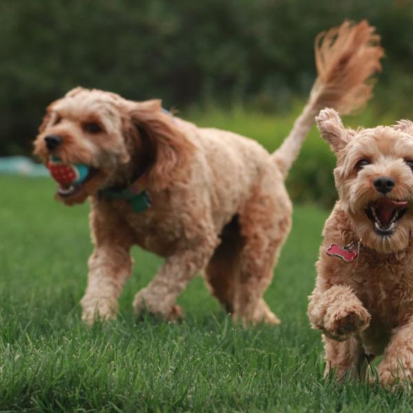 Fingal County Council appoints Midland Animal Care Limited to provide Dog Shelter services for the next 12 months 