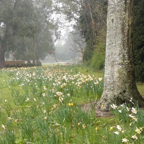 grass under trees 