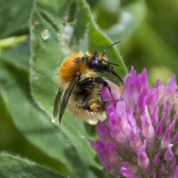 Bombus Mascorum Wild Bee on flower
