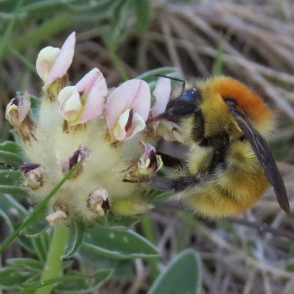 bombus_muscorum