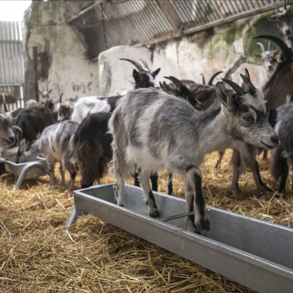 Goats Howth