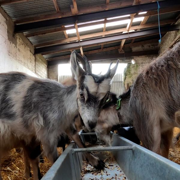 Howth Goats