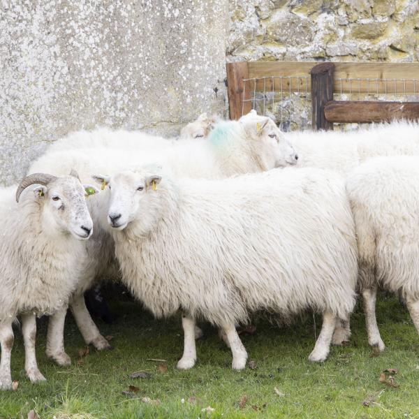 Rare Cladoir sheep from Connemara National Park have a new home at Newbridge House & Farm
