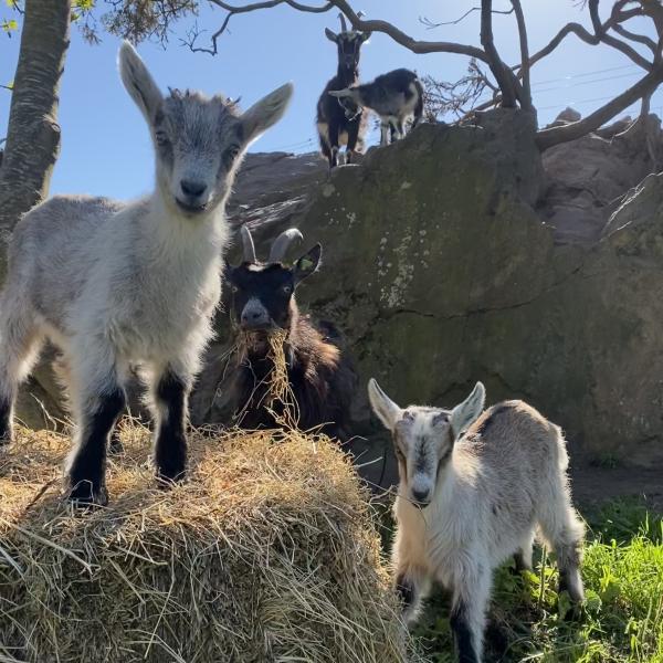 Howth Head Kids Goats 